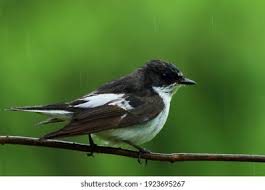 Attēlu rezultāti vaicājumam “Ficedula hypoleuca male”