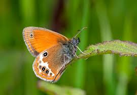 Attēlu rezultāti vaicājumam “Coenonympha arcania underside”
