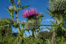 Attēlu rezultāti vaicājumam “Cirsium vulgare”
