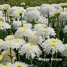 Image result for Chrysanthemum leucanthemum
