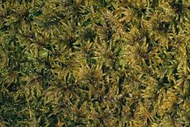 Attēlu rezultāti vaicājumam “Hylocomium splendens”