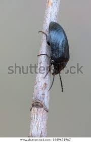 Attēlu rezultāti vaicājumam “Prionychus ater”