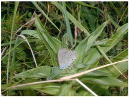 Attēlu rezultāti vaicājumam “Maculinea alcon female”