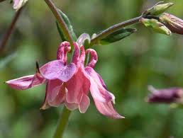 Attēlu rezultāti vaicājumam “Aquilegia vulgaris bud”