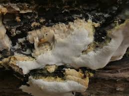 Attēlu rezultāti vaicājumam “Perenniporia medulla-panis”