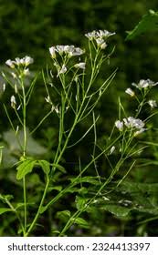 Attēlu rezultāti vaicājumam “Cardamine amara leaf”