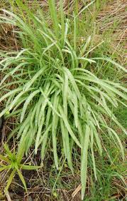 Attēlu rezultāti vaicājumam “Galanthus nivalis leaf”