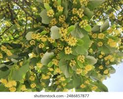 Attēlu rezultāti vaicājumam “Tilia tomentosa flower”