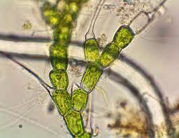 Attēlu rezultāti vaicājumam “Bulbochaete mirabilis”