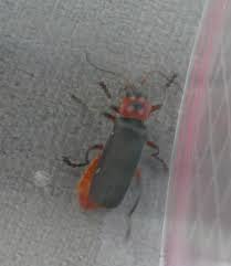 Attēlu rezultāti vaicājumam “Cantharis rustica”