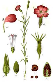 Image result for Agrostemma githago