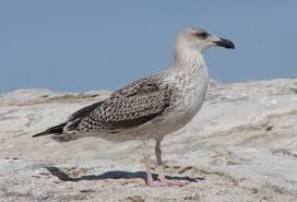 Attēlu rezultāti vaicājumam “Larus marinus adult”