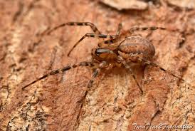 Attēlu rezultāti vaicājumam “Neriene montana”