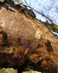 Attēlu rezultāti vaicājumam “Vuilleminia comedens”