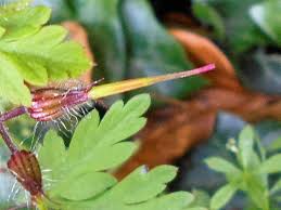 Attēlu rezultāti vaicājumam “Geranium robertianum fruit”