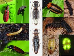 Attēlu rezultāti vaicājumam “Elateridae larva”