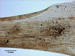 Attēlu rezultāti vaicājumam “Pohlia elongata”