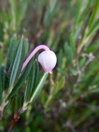Attēlu rezultāti vaicājumam “Andromeda polifolia bud”