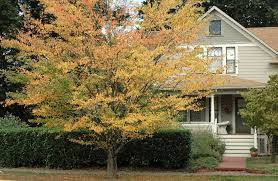 Attēlu rezultāti vaicājumam “Cercidiphyllum japonicum”