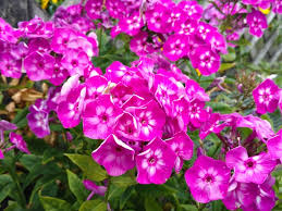 Attēlu rezultāti vaicājumam “Phlox paniculata”