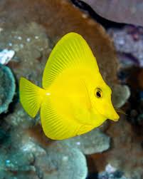 Image result for Mycteroperca olfax