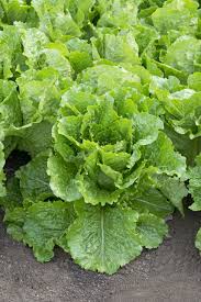 Attēlu rezultāti vaicājumam “Lactuca sativa”