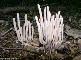 Attēlu rezultāti vaicājumam “Clavaria fumosa”