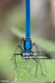 Attēlu rezultāti vaicājumam “Calopterygidae”