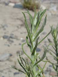 Attēlu rezultāti vaicājumam “Craterium leucocephalum”