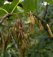 Attēlu rezultāti vaicājumam “Fraxinus pennsylvanica male flower”