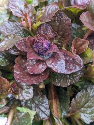 Attēlu rezultāti vaicājumam “Ajuga reptans leaf”