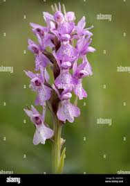 Attēlu rezultāti vaicājumam “Dactylorhiza russowii bud”