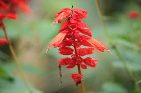 Image result for Salvia splendens