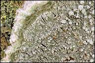 Attēlu rezultāti vaicājumam “Pertusaria albescens”
