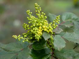 Attēlu rezultāti vaicājumam “Mahonia aquifolium”