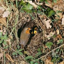 Attēlu rezultāti vaicājumam “Erithacus rubecula nest”