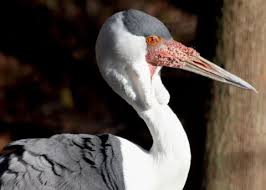 Attēlu rezultāti vaicājumam “Gruiformes”