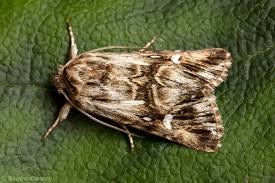 Attēlu rezultāti vaicājumam “Calophasia lunula”