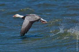 Image result for Anser caerulescens