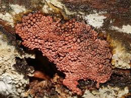 Attēlu rezultāti vaicājumam “Arcyria stipata young”