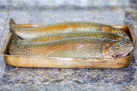 Image result for Oncorhynchus mykiss
