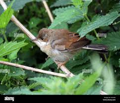 Attēlu rezultāti vaicājumam “Sylvia communis”