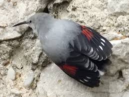 Image result for Tichodroma muraria