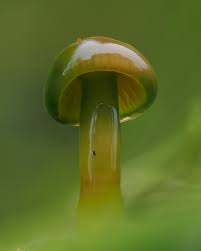 Attēlu rezultāti vaicājumam “Lycogala conicum spores”