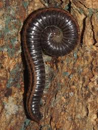 Attēlu rezultāti vaicājumam “Ommatoiulus vilnensis”