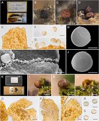 Attēlu rezultāti vaicājumam “Licea minima spores”