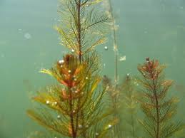 Attēlu rezultāti vaicājumam “Haloragaceae”