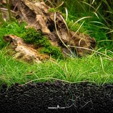 Attēlu rezultāti vaicājumam “Heyderia pusilla”