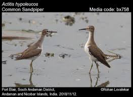 Attēlu rezultāti vaicājumam “Actitis hypoleucos”