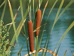 Attēlu rezultāti vaicājumam “Typha latifolia fruit”